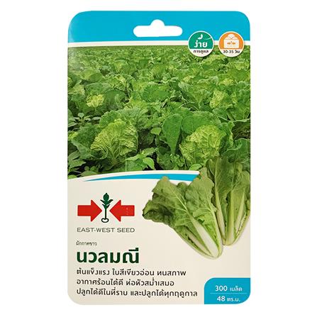เมล็ดพันธุ์ผักกาดขาวปลี นวลมณี ศรแดง_0