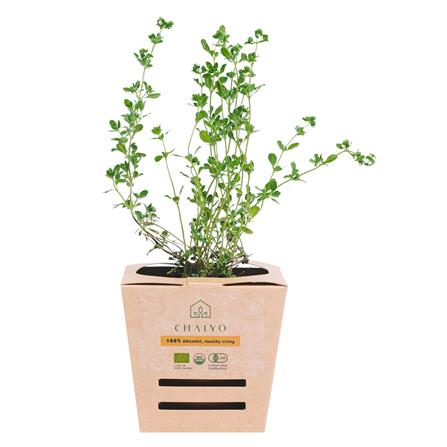 ต้นสมุนไพร สวีท มาร์จอรัม ชัยโย_0