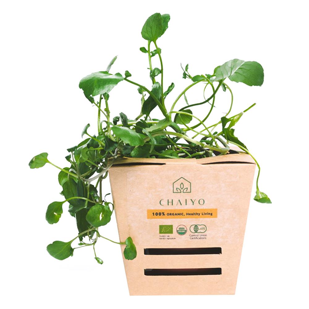 ต้นสมุนไพร วอเตอร์เครส ชัยโย