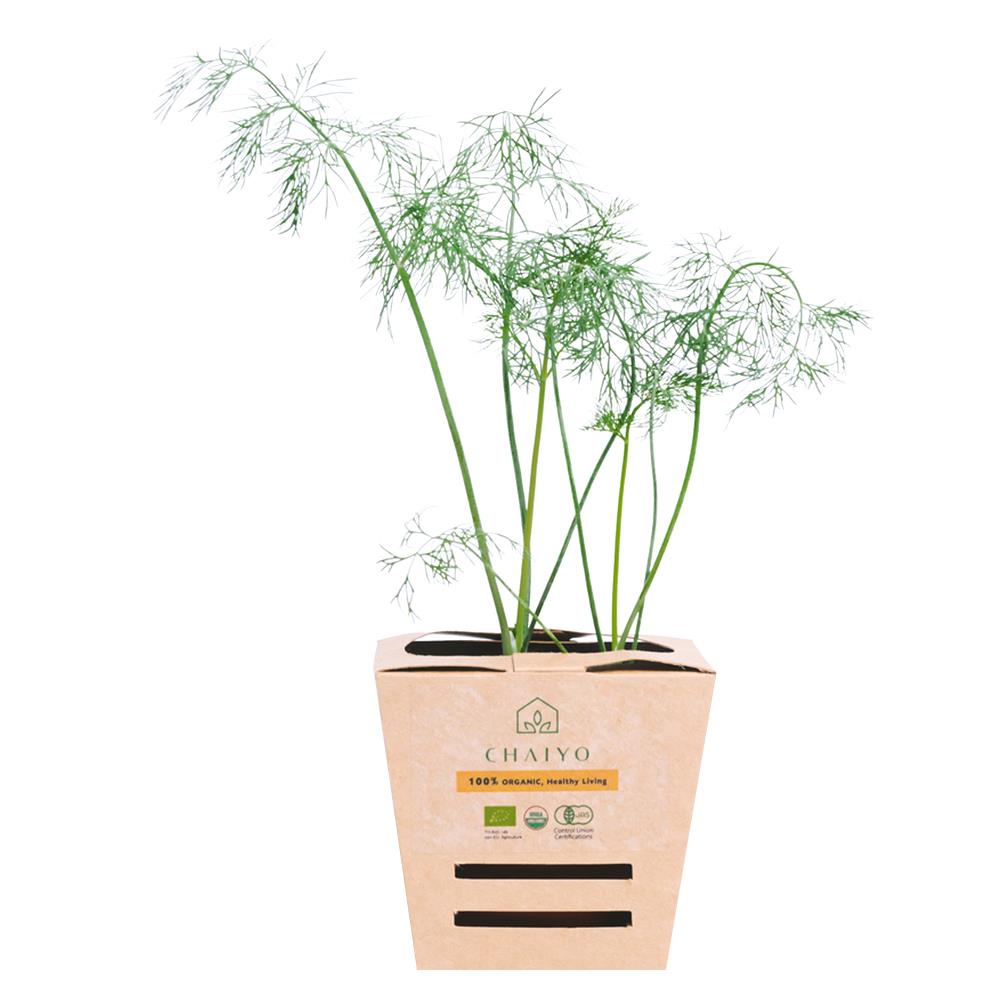 ต้นสมุนไพร ผักชีลาว ชัยโย