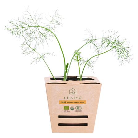 ต้นสมุนไพร เฟนเนล ชัยโย_0