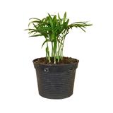 BAMBOO PALM PANEETA GARDEN SIZE S
