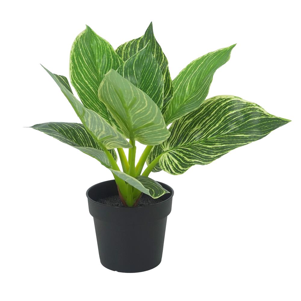 ต้นมอนสเตอร่าลายทาง SPRING 23 ซม._1