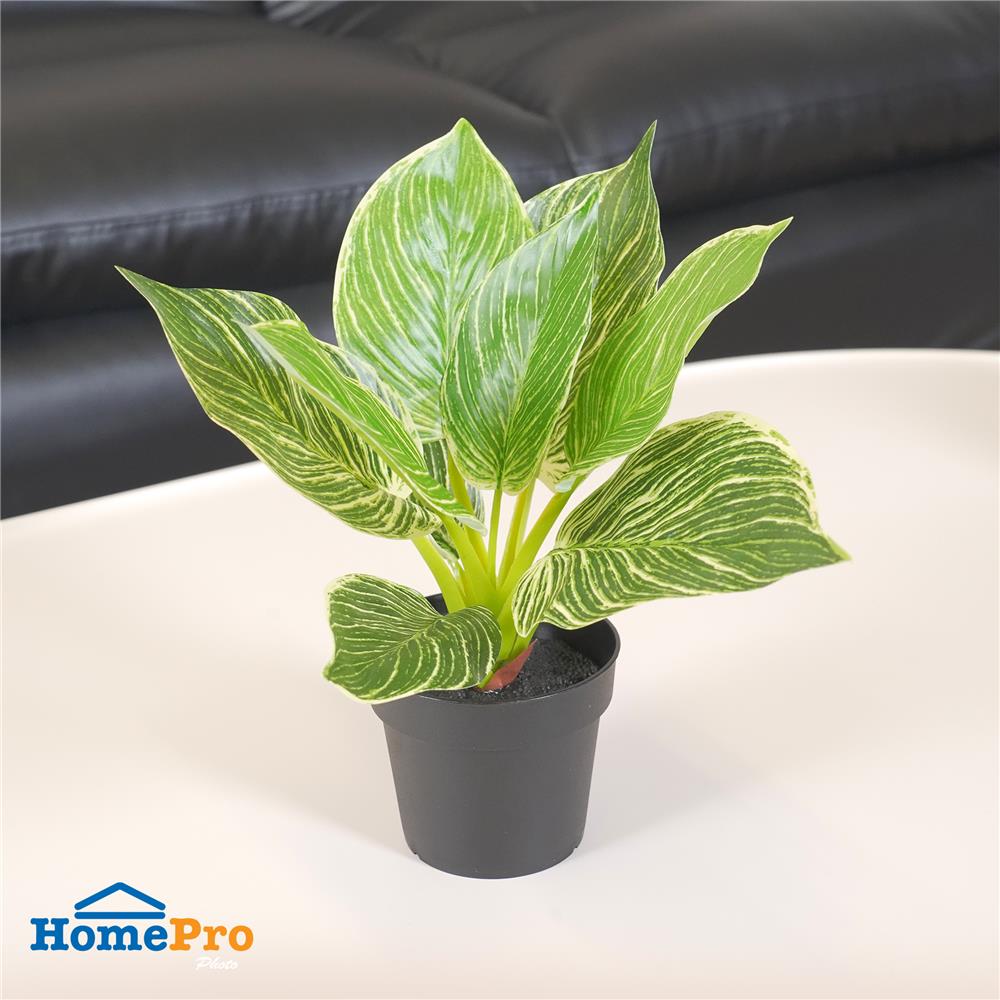 ต้นมอนสเตอร่าลายทาง SPRING 23 ซม.