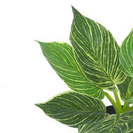 ต้นมอนสเตอร่าลายทาง SPRING 23 ซม._2