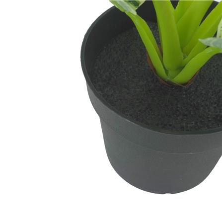 ต้นมอนสเตอร่าลายทาง SPRING 23 ซม._3